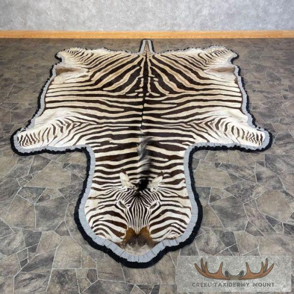 African Zebra Full-Size Taxidermy Rug For Sale
