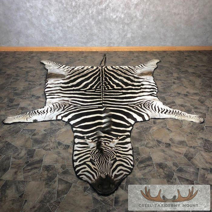 African Zebra Full-Size Taxidermy Rug For Sale
