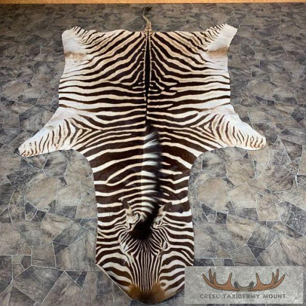African Zebra Full-Size Taxidermy Rug For Sale