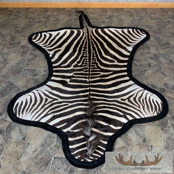 African Zebra Full-Size Taxidermy Rug For Sale