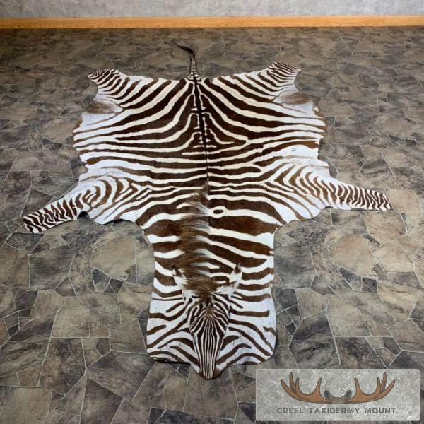 African Zebra Full-Size Taxidermy Rug For Sale