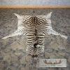African Zebra Full-Size Taxidermy Rug For Sale