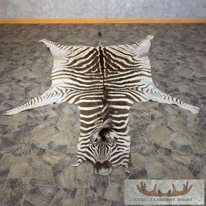 African Zebra Full-Size Taxidermy Rug For Sale