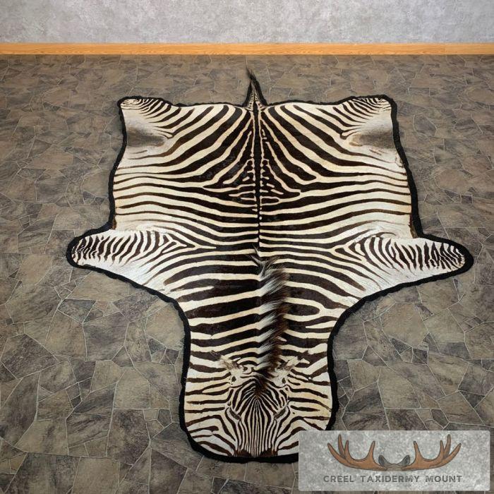 African Zebra Full-Size Taxidermy Rug For Sale