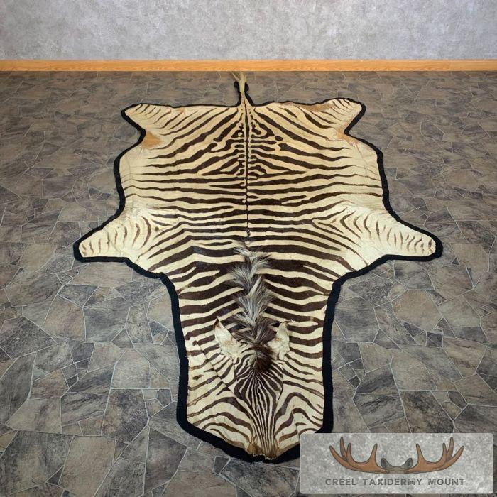 African Zebra Full-Size Taxidermy Rug For Sale