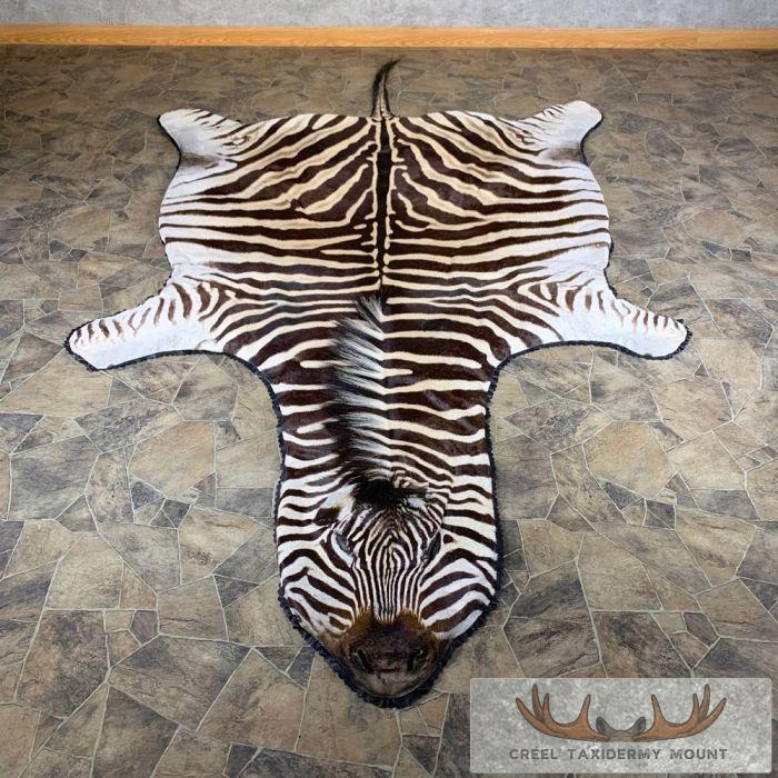 African Zebra Full-Size Taxidermy Rug For Sale