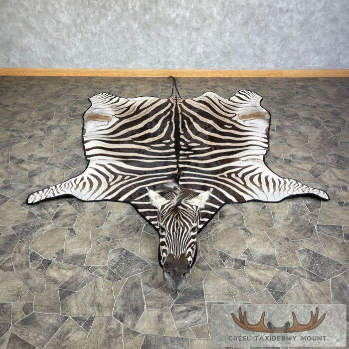 African Zebra Full-Size Taxidermy Rug For Sale