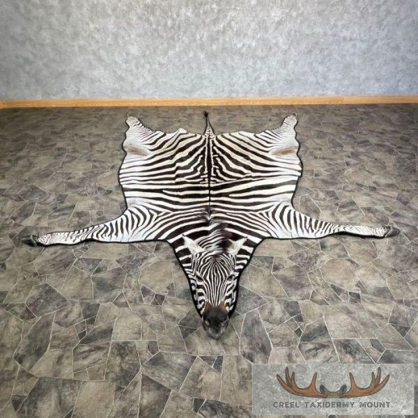 African Zebra Full-Size Taxidermy Rug For Sale