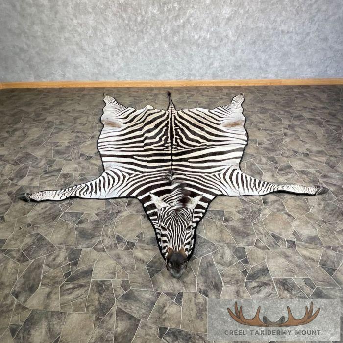 African Zebra Full-Size Taxidermy Rug For Sale