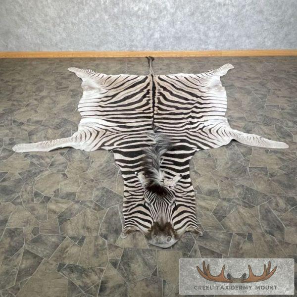 African Zebra Full-Size Taxidermy Rug For Sale