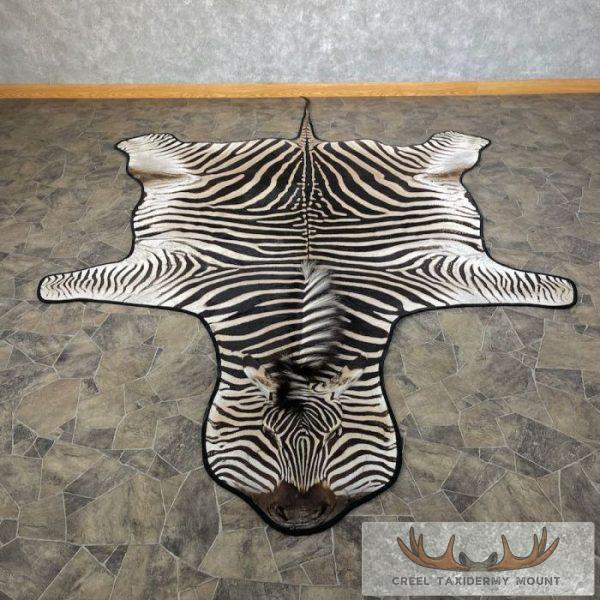 African Zebra Full-Size Taxidermy Rug For Sale