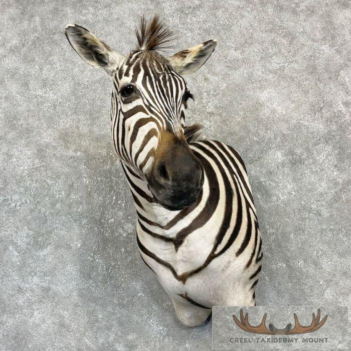 African Burchell's Zebra Taxidermy Shoulder Mount For Sale