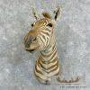 African Zebra Taxidermy Shoulder Mount For Sale