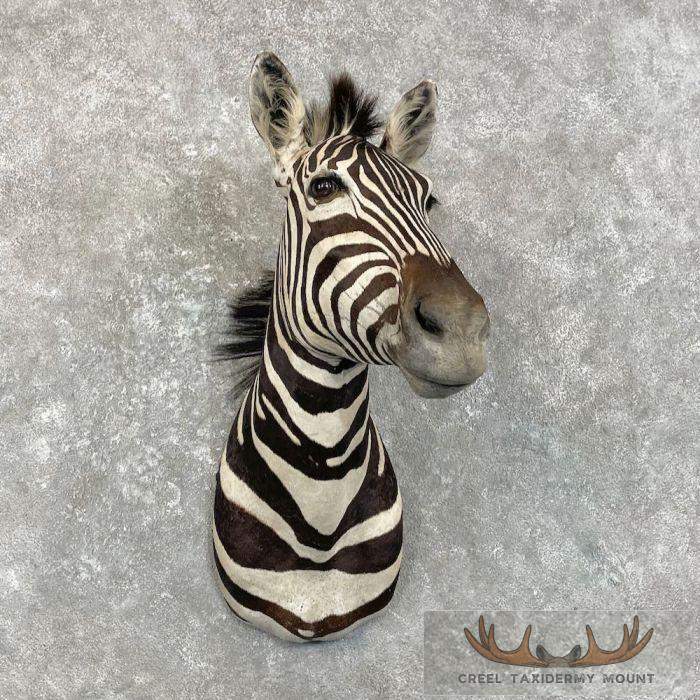 African Burchell's Zebra Taxidermy Shoulder Mount For Sale