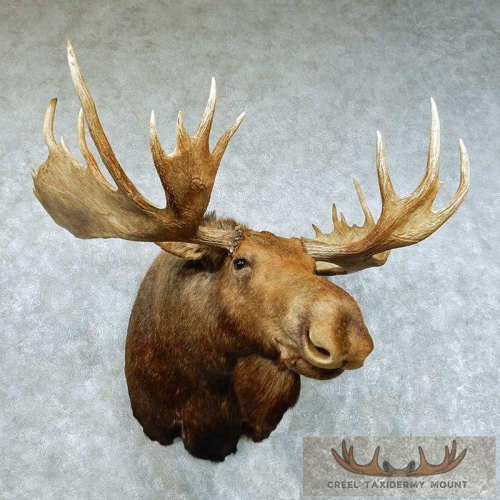 Alaskan Moose Shoulder Mount - Outside Spread 54 3/8