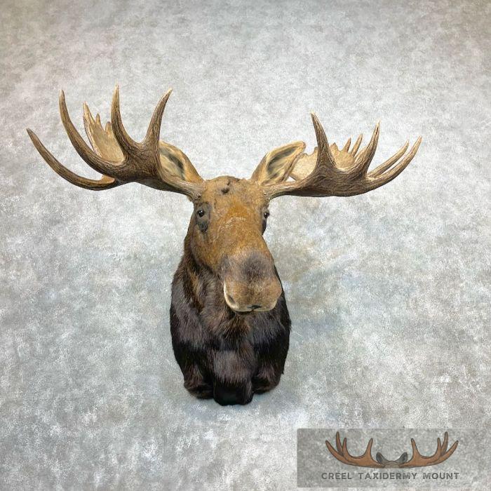 Alaskan Yukon Moose Taxidermy Shoulder Mount For Sale