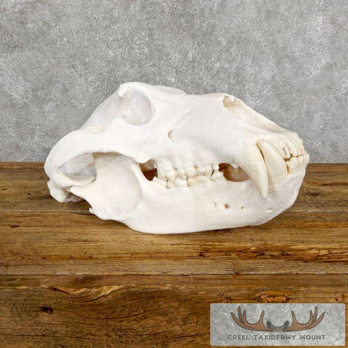 Alaskan Brown Bear Full Skull Mount For Sale