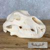 Alaskan Brown Bear Full Skull For Sale