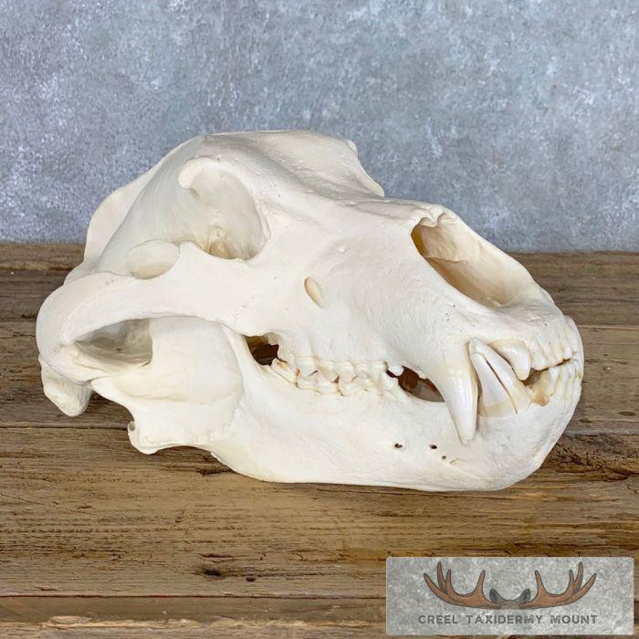 Alaskan Brown Bear Full Skull For Sale