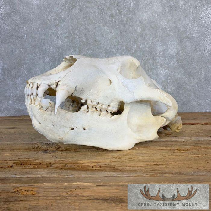 Alaskan Brown Bear Full Skull For Sale
