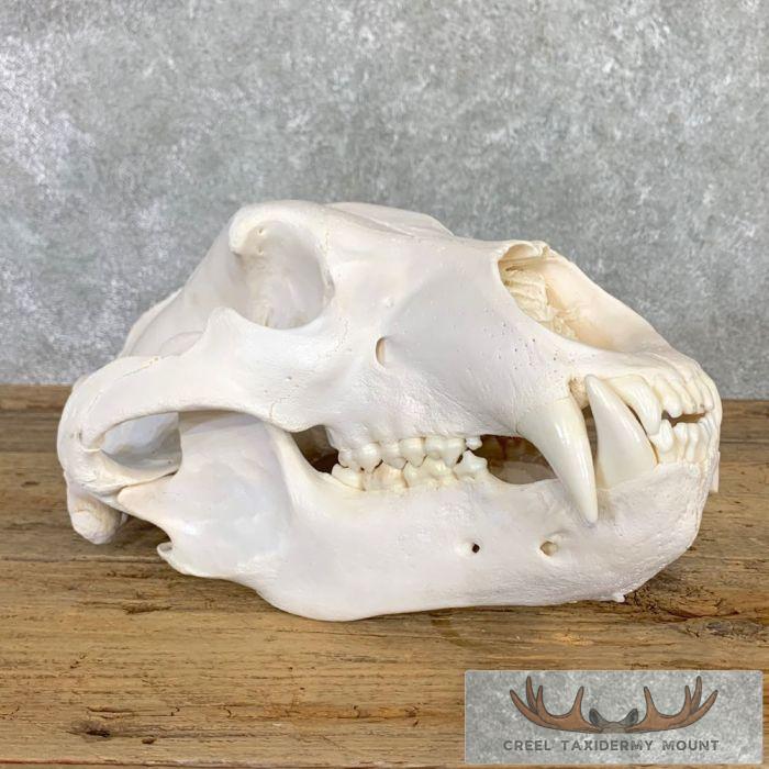 Kodiak Brown Bear Full Skull For Sale