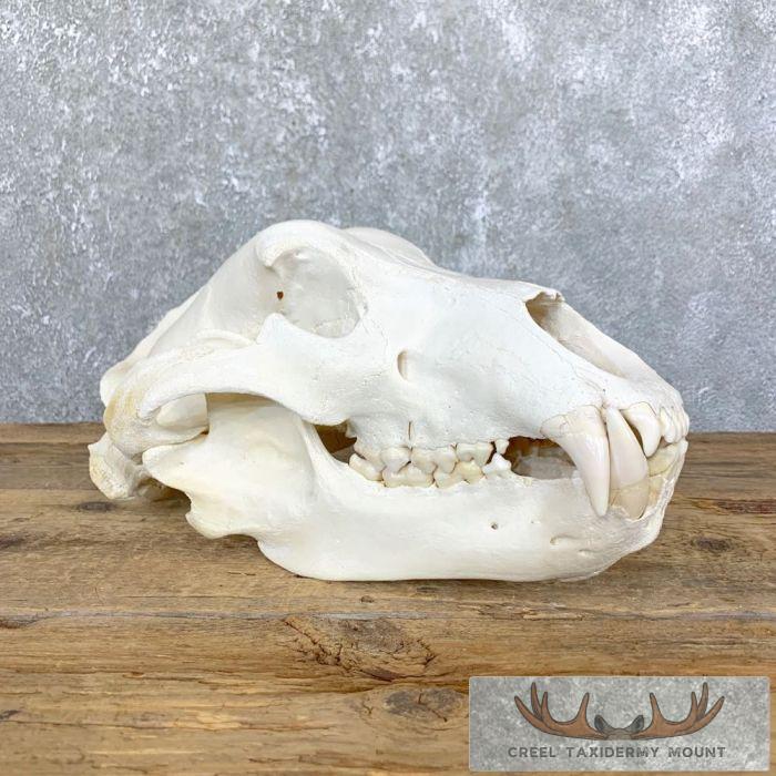 Alaskan Brown Bear Full Skull For Sale