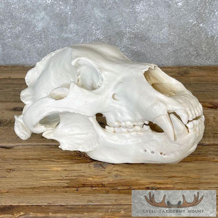 Alaskan Brown Bear Full Skull For Sale