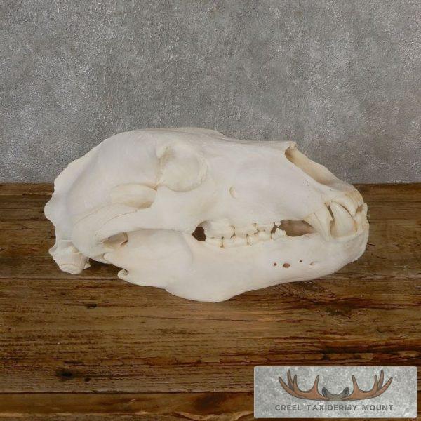 Alaskan Brown Bear Full Skull Mount For Sale