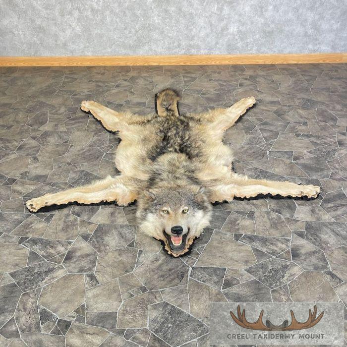 Alaskan Gray Wolf Full Rug Taxidermy Mount For Sale