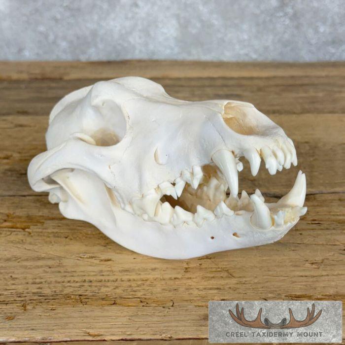 Alaskan Gray Wolf Full Skull For Sale