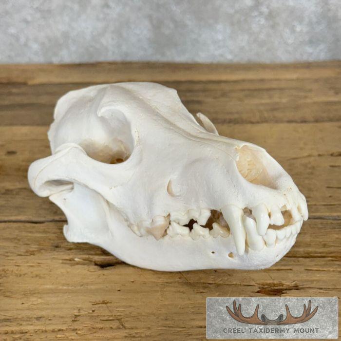 Alaskan Gray Wolf Full Skull For Sale