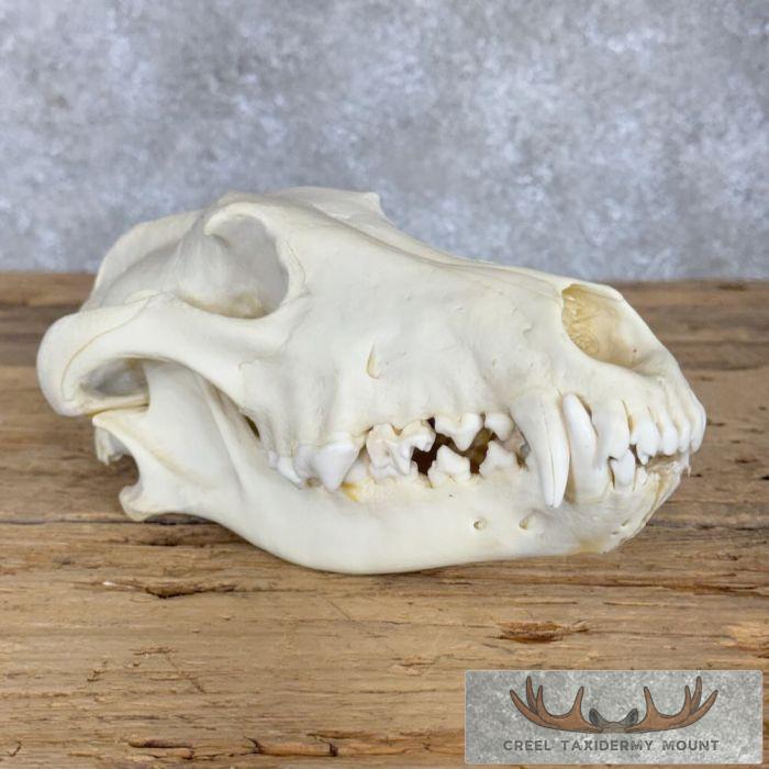 Alaskan Gray Wolf Full Skull For Sale