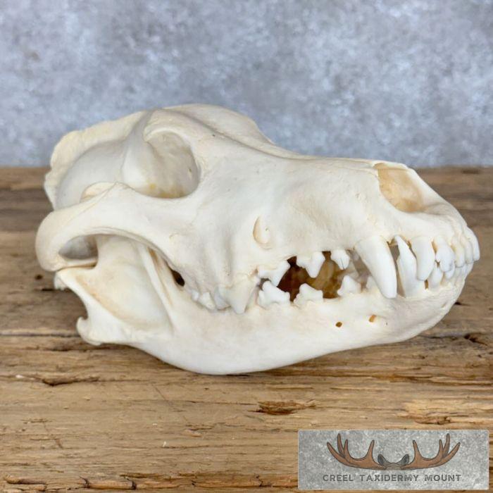 Alaskan Gray Wolf Full Skull For Sale
