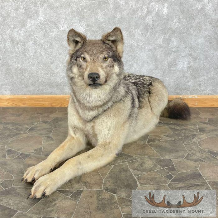 Alaskan Gray Wolf Life-Size Taxidermy Mount For Sale
