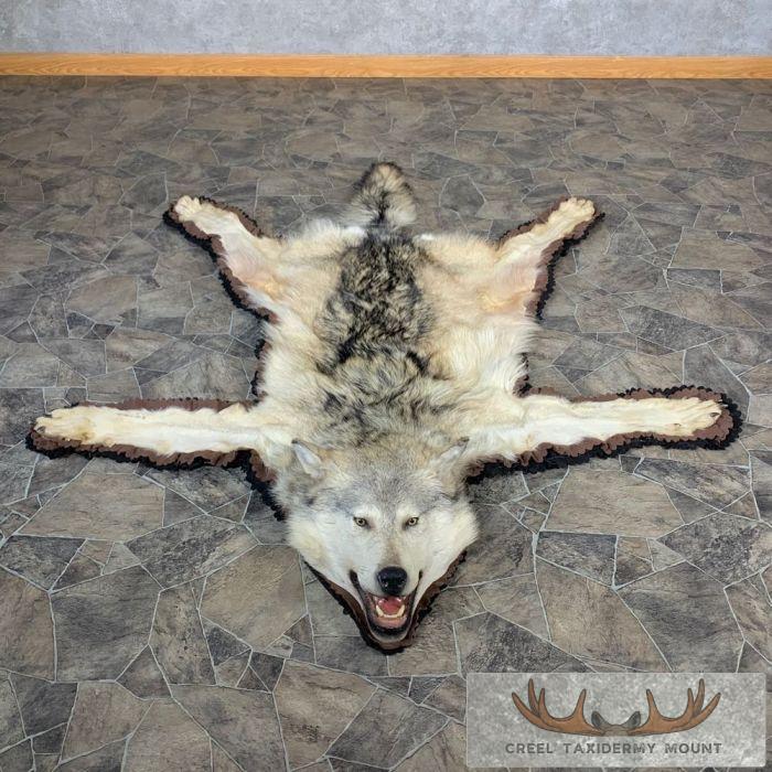 Alaskan Gray Wolf Full Rug Taxidermy Mount For Sale