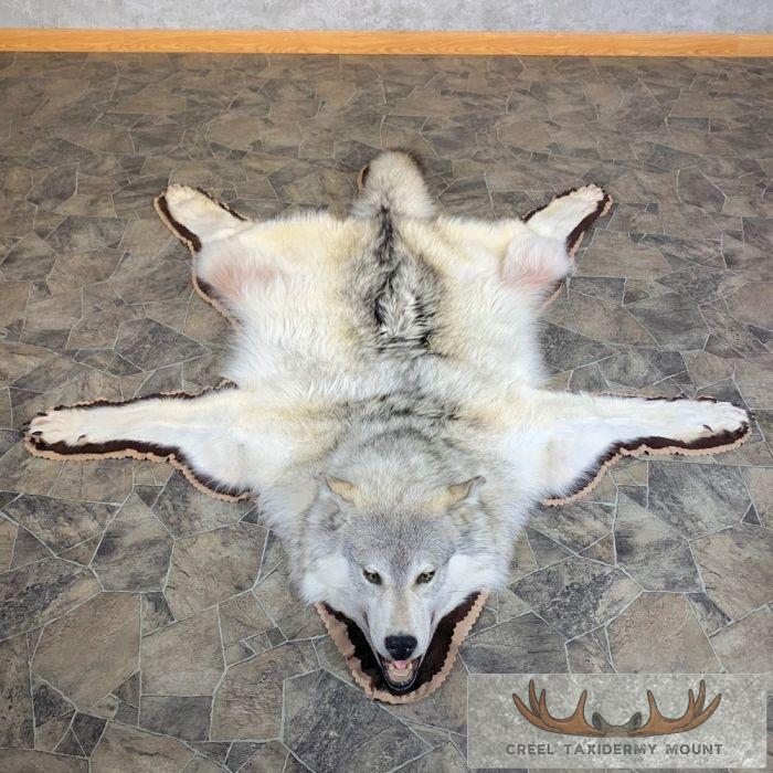 Alaskan Gray Wolf Full Rug Taxidermy Mount For Sale