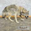 Alaskan Grey Wolf Life-Size Taxidermy Mount For Sale
