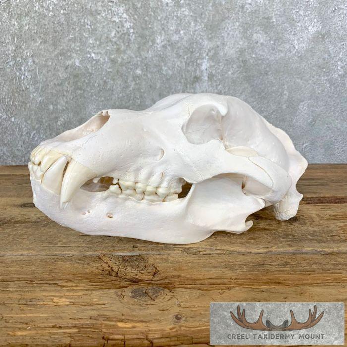 Alaskan Grizzly Bear Full Skull For Sale