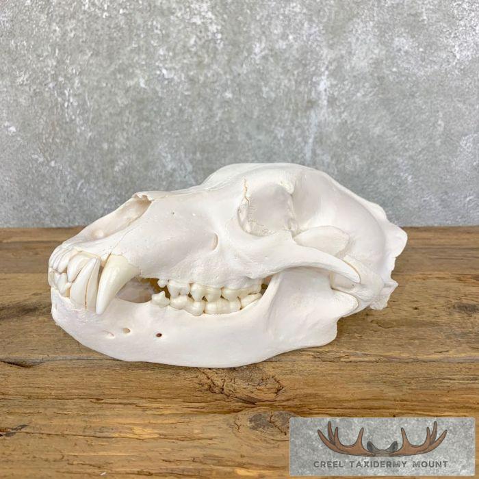 Alaskan Grizzly Bear Full Skull For Sale