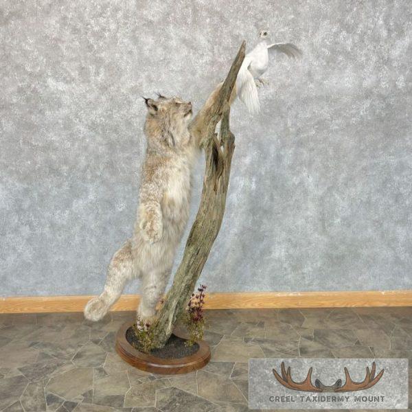 Alaskan Lynx & Ptarmigan Life Size Taxidermy Mount For Sale