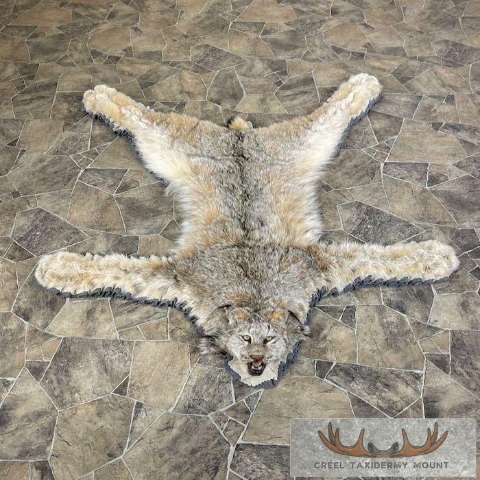Alaskan Lynx Taxidermy Full Rug Mount For Sale