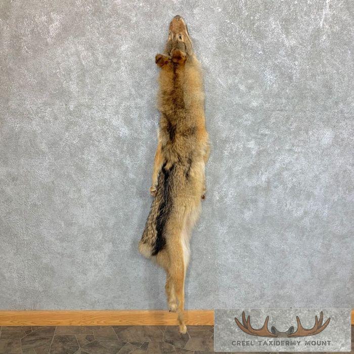 Coyote Dressing Tanned Hide For Sale