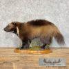 Alaskan Wolverine Taxidermy Mount For Sale