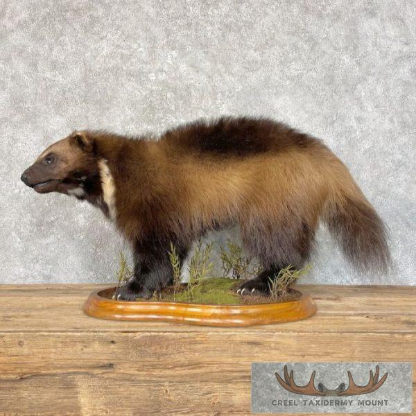 Alaskan Wolverine Taxidermy Mount For Sale