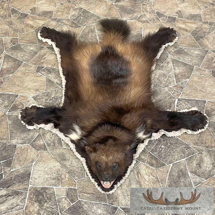 Alaskan Wolverine Full-Size Rug For Sale - Creel Taxidermy
