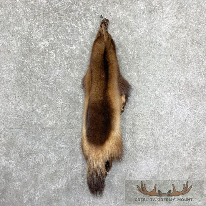 Alaskan Wolverine Tanned Hide For Sale