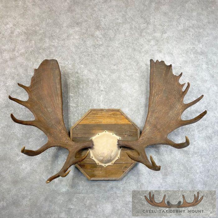 Alaskan Yukon Moose Antler Taxidermy Plaque For Sale