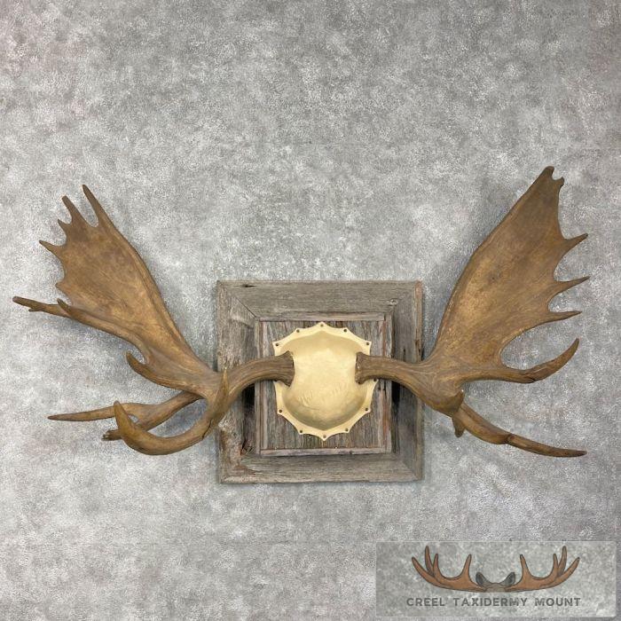 Alaskan Yukon Moose Antler Taxidermy Plaque For Sale