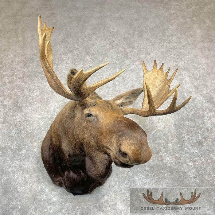 Alaskan Yukon Moose Taxidermy Shoulder Mount For Sale