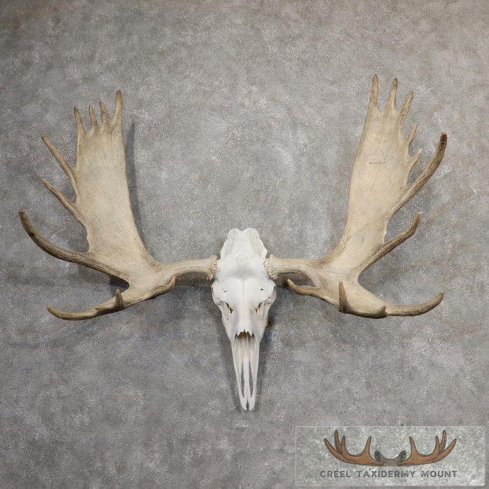 Alaskan Yukon Moose Skull European Taxidermy For Sale